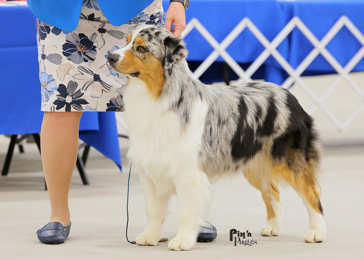 Dog Show Image from the United States Australian Shepherd Assoc. (USASA) National Specialty: Conformation, Dog Agility, Dog Obedience or Rally, Herding, Dock Diving, Portrait or Candid